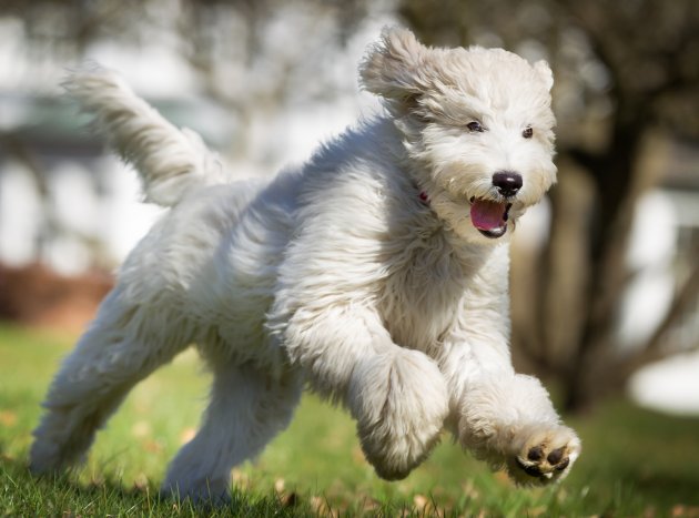 dog running outdoors in nature