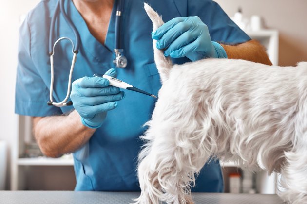 measuring body temperature of a small dog