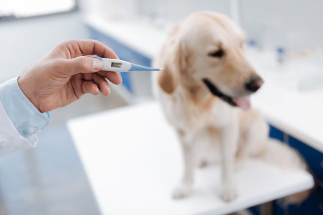 pet ear thermometer