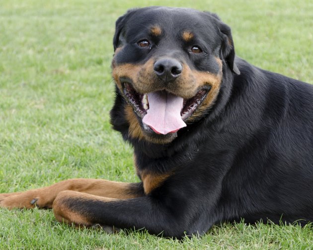 rottweiler dog