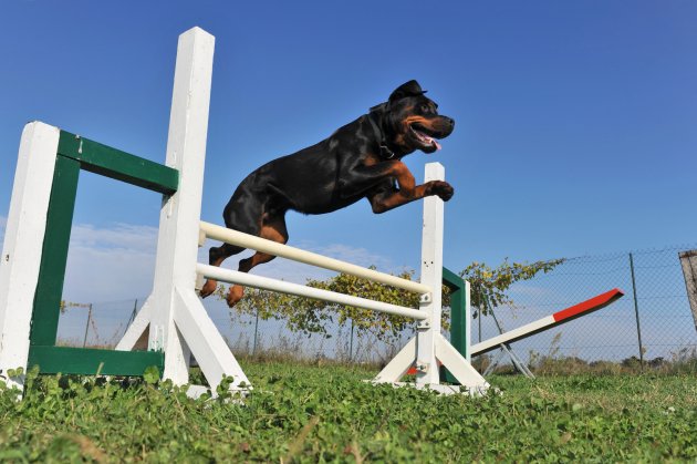 rottweiler in agility