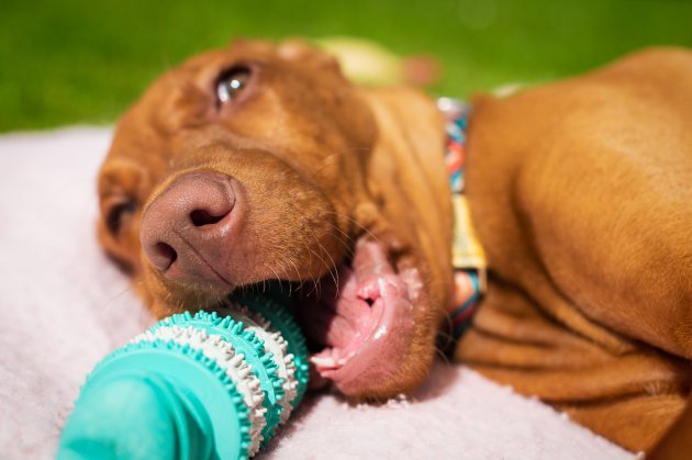 cute vizsla puppy playing with teeth cleaning chew toy