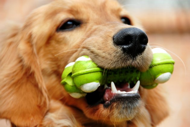 golden retriever with toy