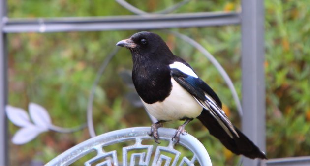 magpie bird closeup view