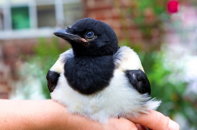 magpie relaxing on a human hand