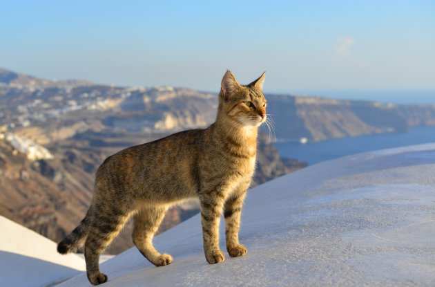 cat enjoying on santorini island