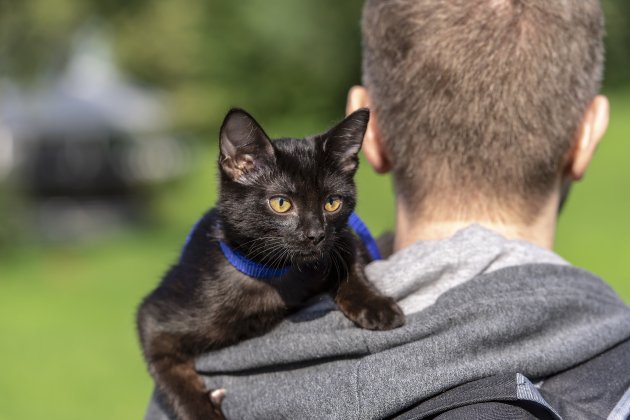 domestic black cat on a leash traveling with an owner
