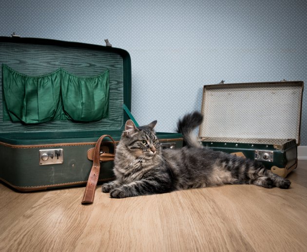 travelling with your cat