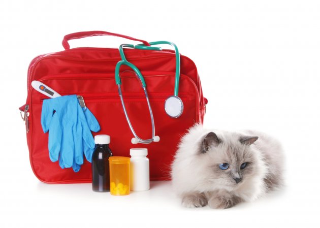 first aid kit and cute cat