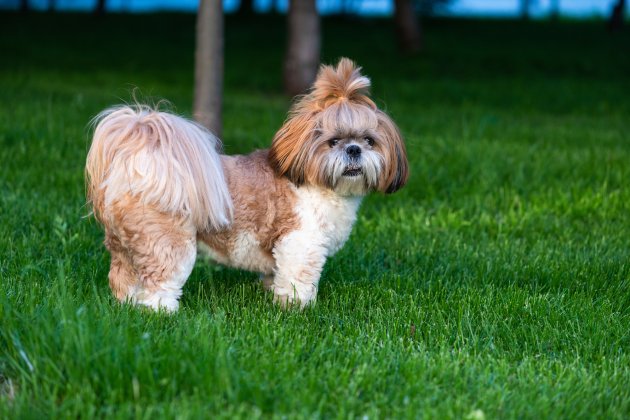 portrait of cute shih tzu dog at walk