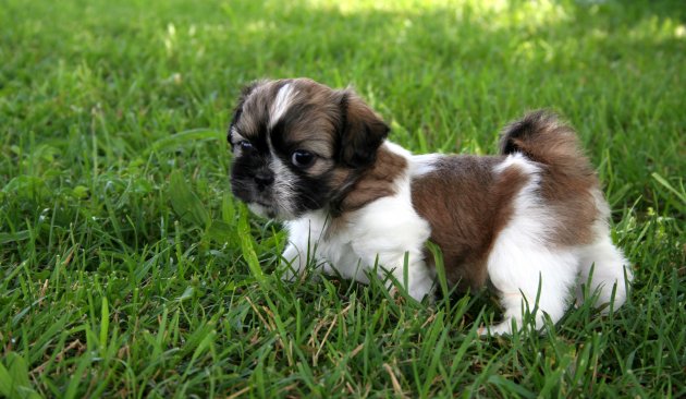 puppy shih tzu