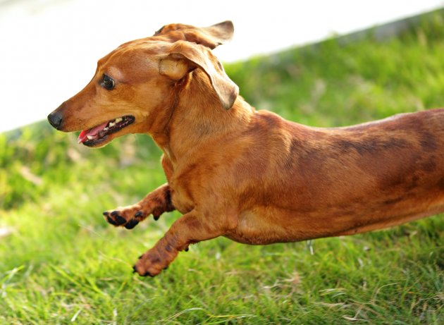 dachshund dog run and jump