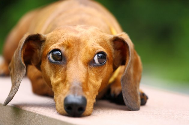 dachshund dog