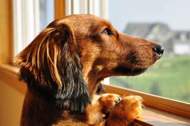 miniature dachshund looking out a window