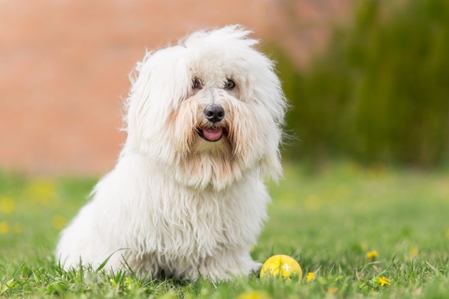 coton de tulear dog outdoor portrait