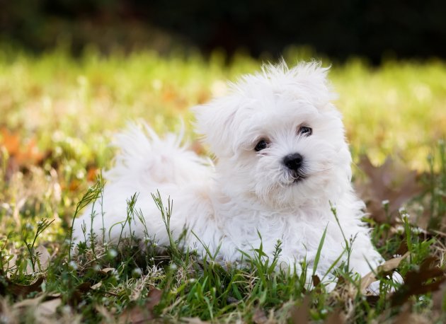 do maltese puppies shed