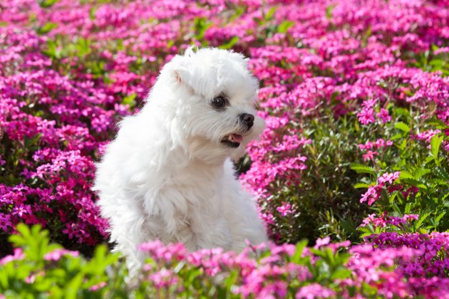 portrait of nice young maltese dog