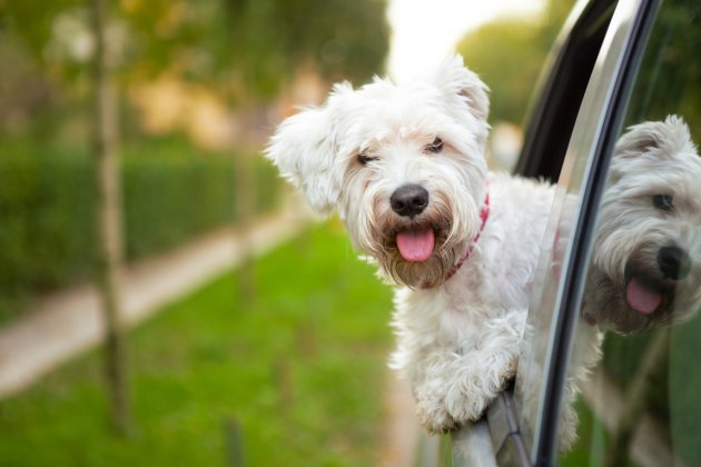 puppy looking out the car window