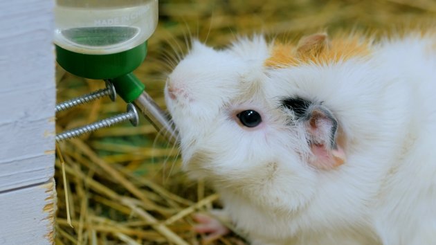 how to get a guinea pig to drink water