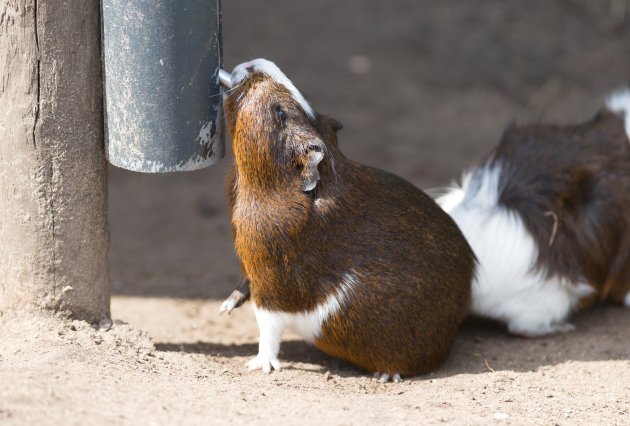 guinea pig drinking