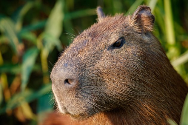 capybara in the nature habitat