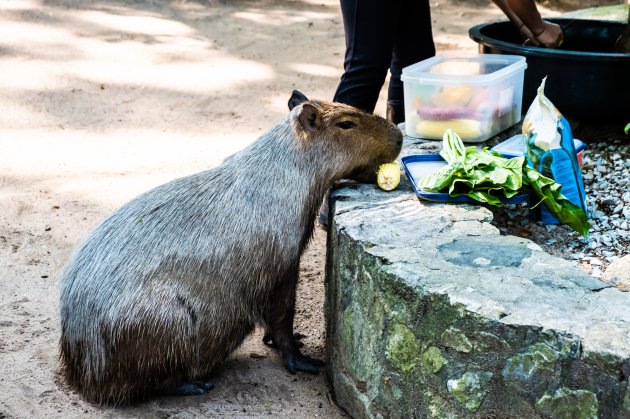 capybara pet eating
