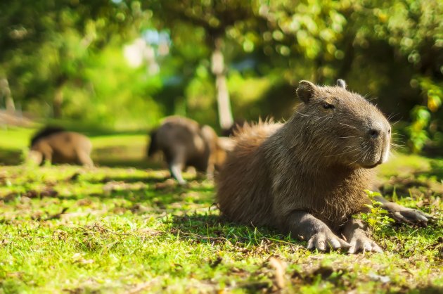 capybara relaxed