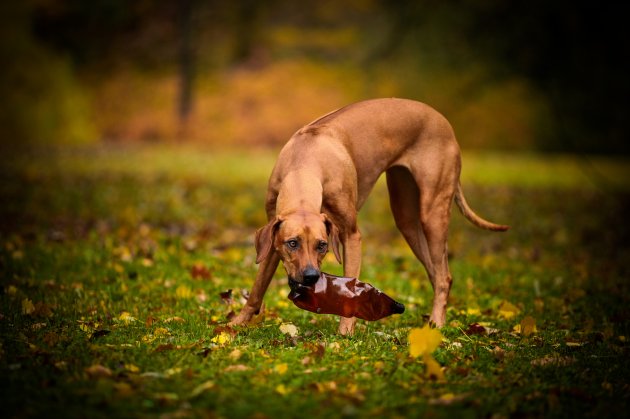 autumn dog breed rhodesian ridgeback– stock image