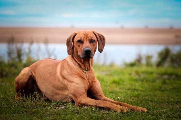 dog breed rhodesian ridgeback– stock image