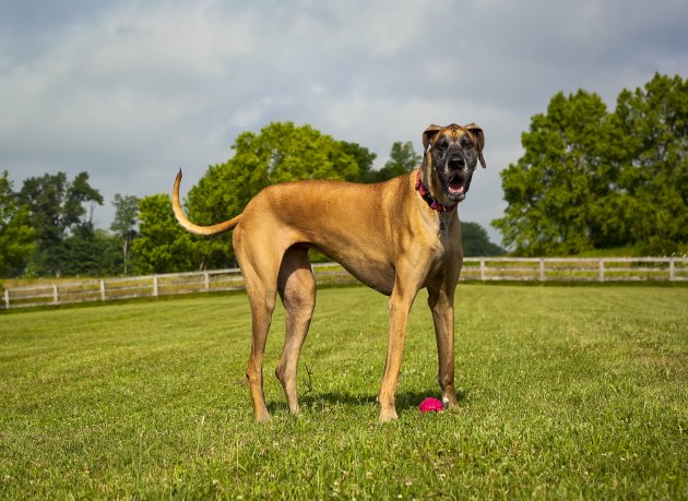 great dane standing in field panting, looking at viewer– stock image