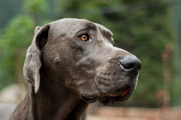 great dane– stock image