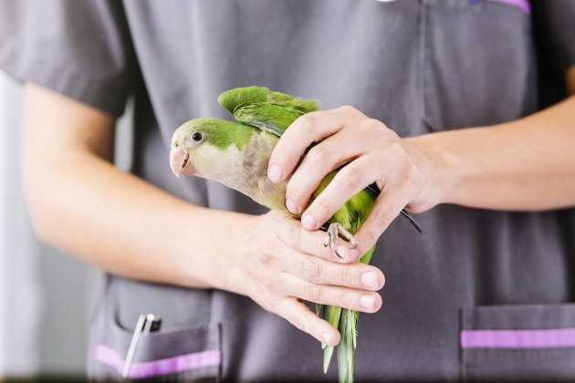 veterinarian doctor is making a check up of a kramer parrot