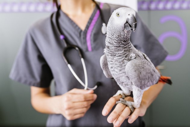 veterinarian doctor is making a check up of a parrot