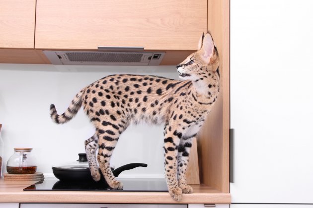 domesticated kitten serval ashera savannah in the apartment