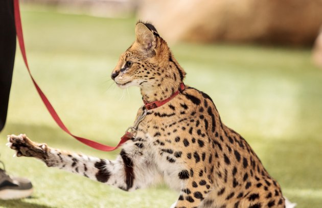 playful serval cat leptailurus serval