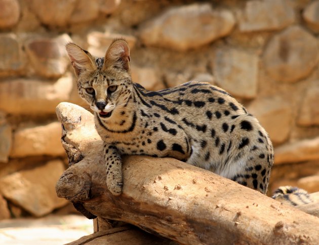 serval african wild cat