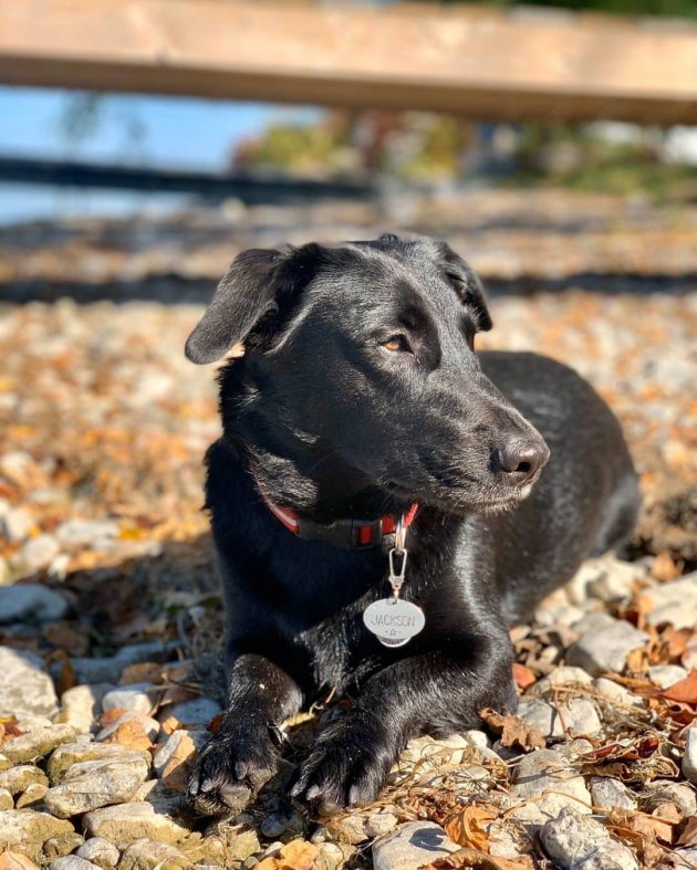 Black best sale corgi mix