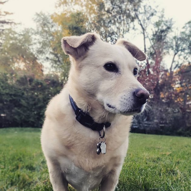 black lab corgi mix