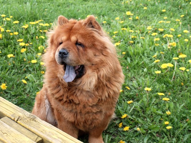 chow chow dog