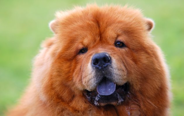 do chow chows bite