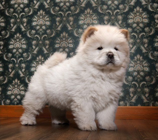 young chow chow in a retro room