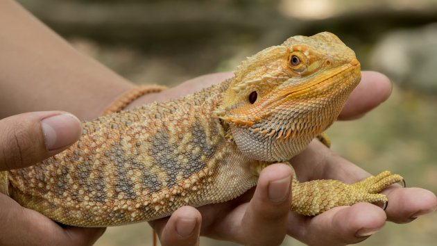 bearded dragon on hand