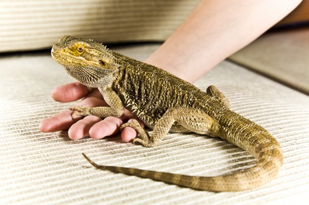 bearded dragon