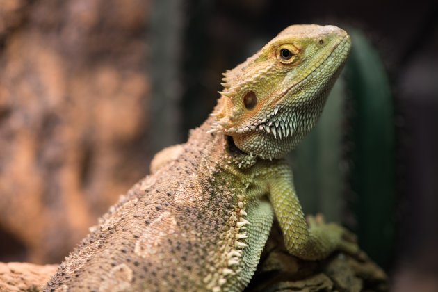 pogona vitticeps with light green skin