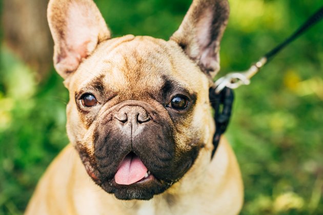 dog french bulldog