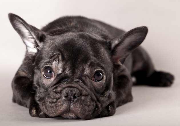 french bulldog puppy