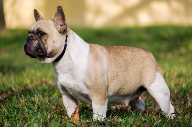 the cute french bulldog in autumn outdoor grass