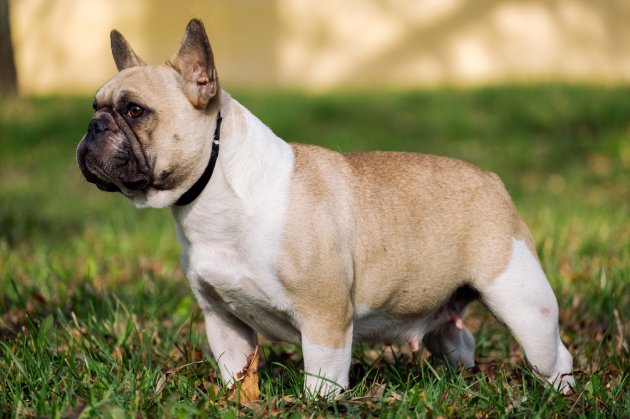 French bulldog clearance rose ears