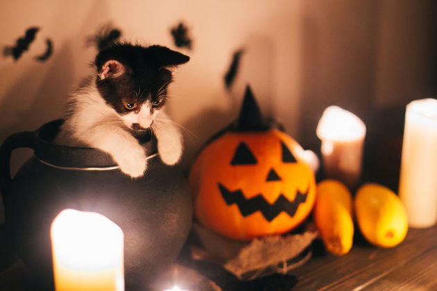 cute kitty halloween concept