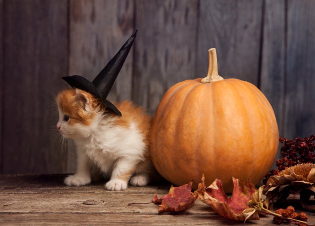 halloween pumpkin and ginger kitten